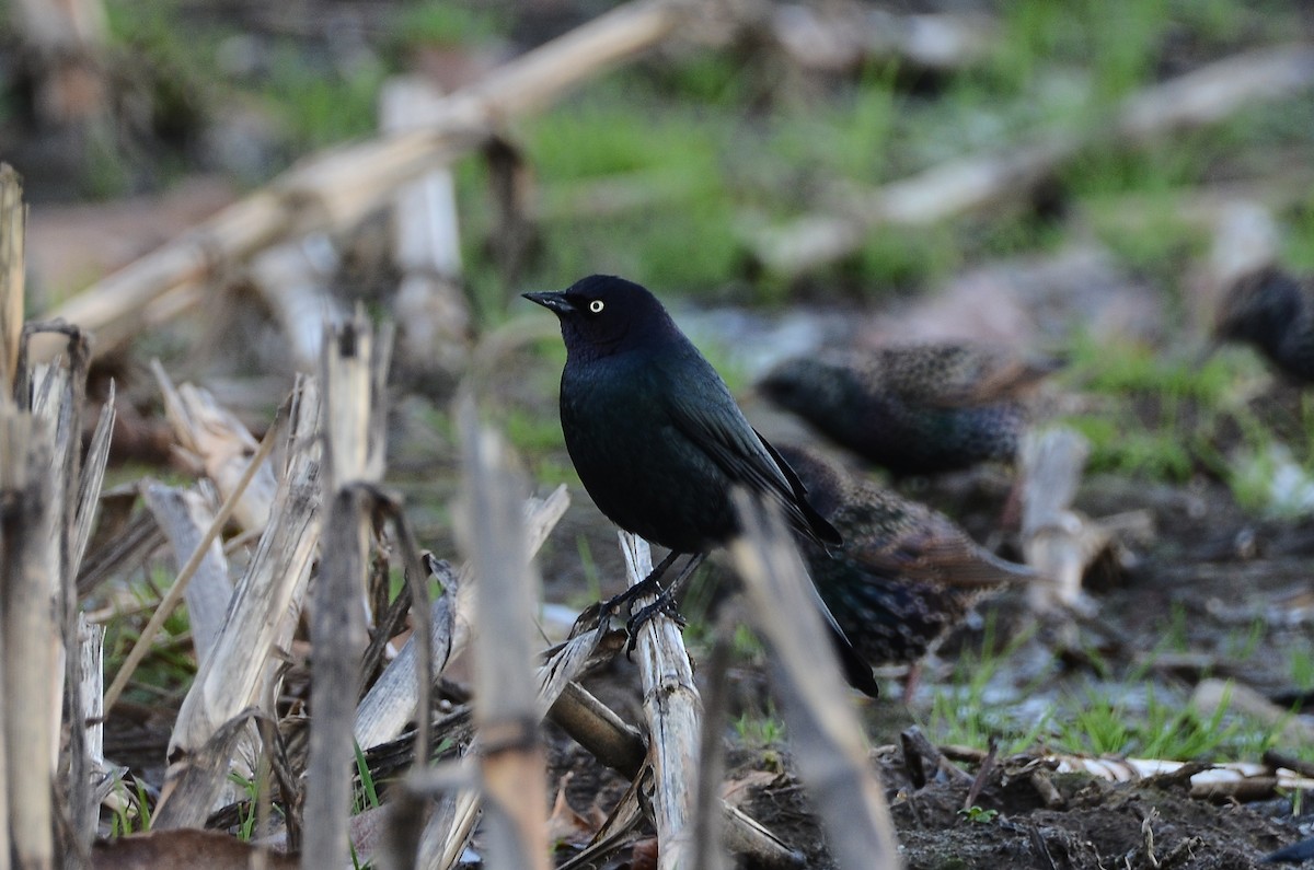 Трупіалець пурпуровий - ML647530655