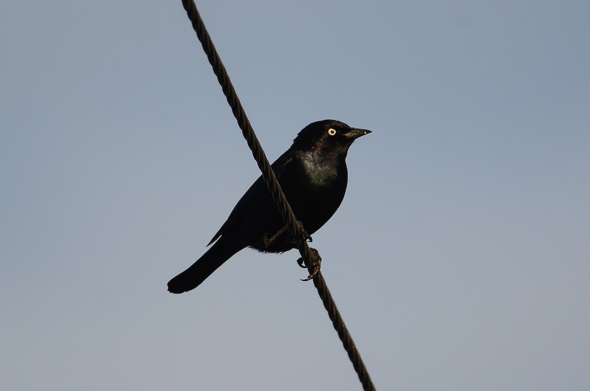 Трупіалець пурпуровий - ML647530658