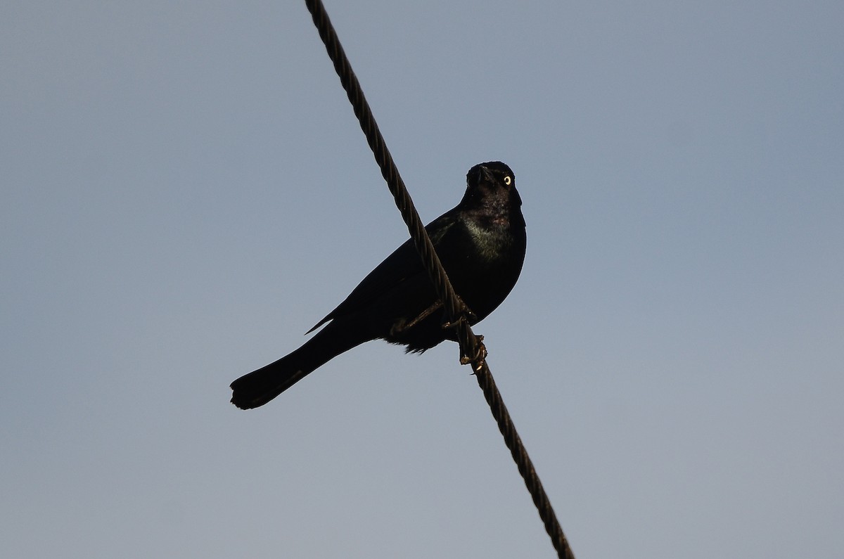 Трупіалець пурпуровий - ML647530659