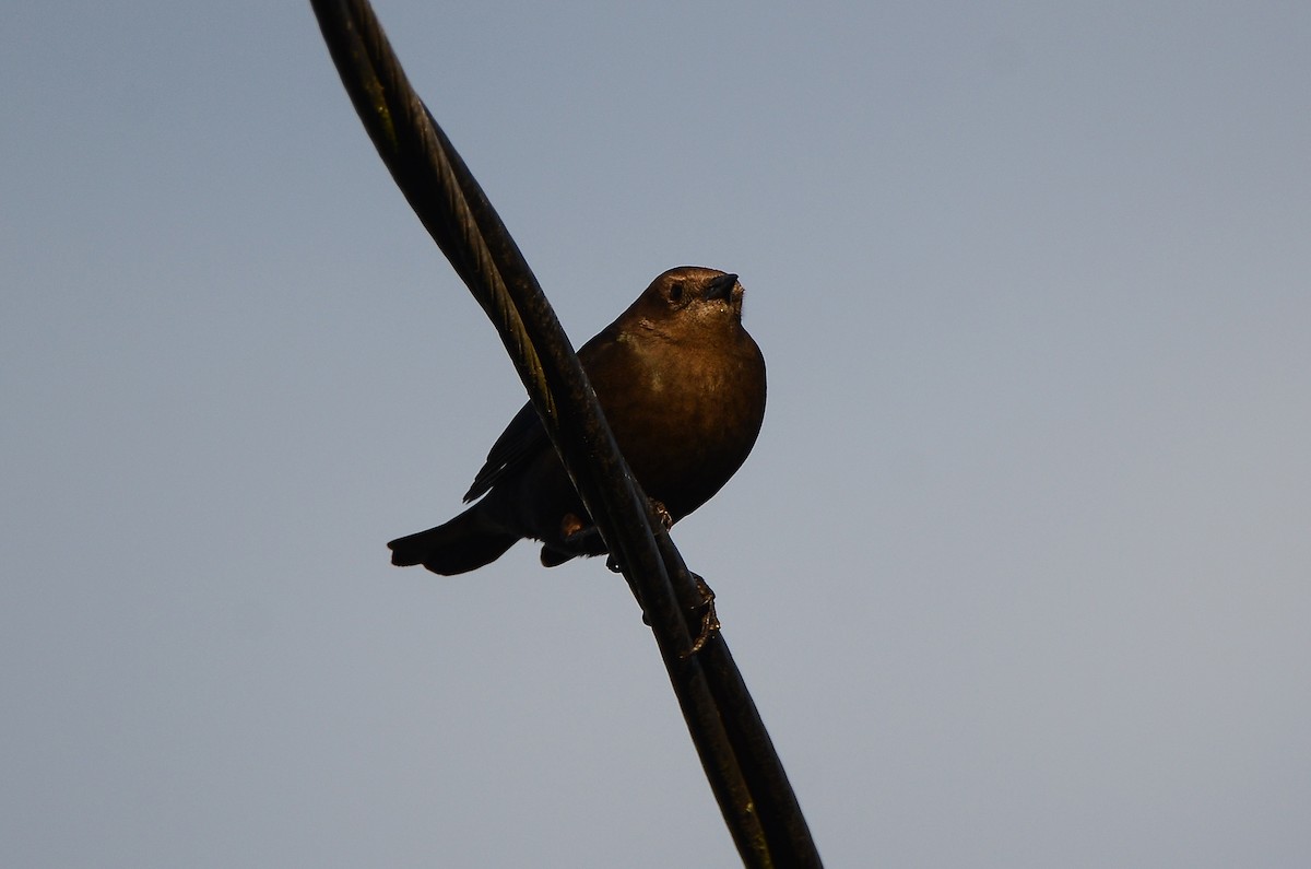 Трупіалець пурпуровий - ML647530660