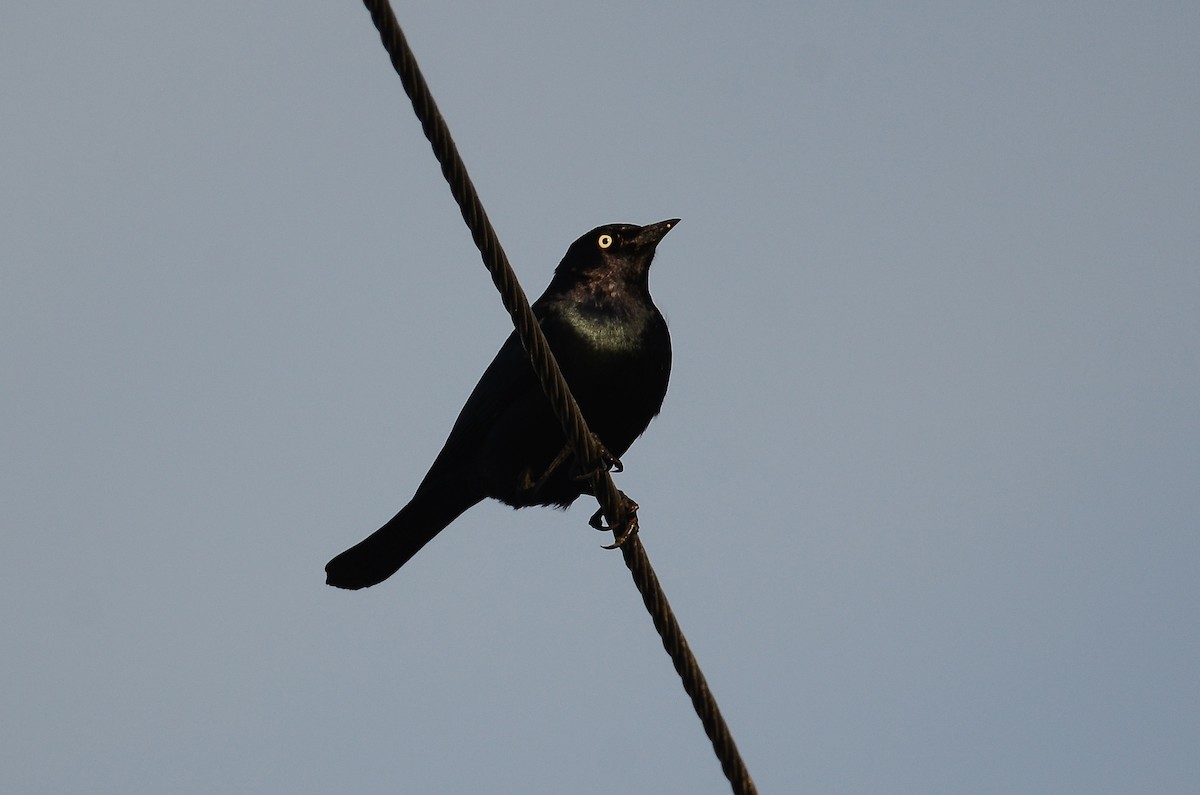 Трупіалець пурпуровий - ML647530661