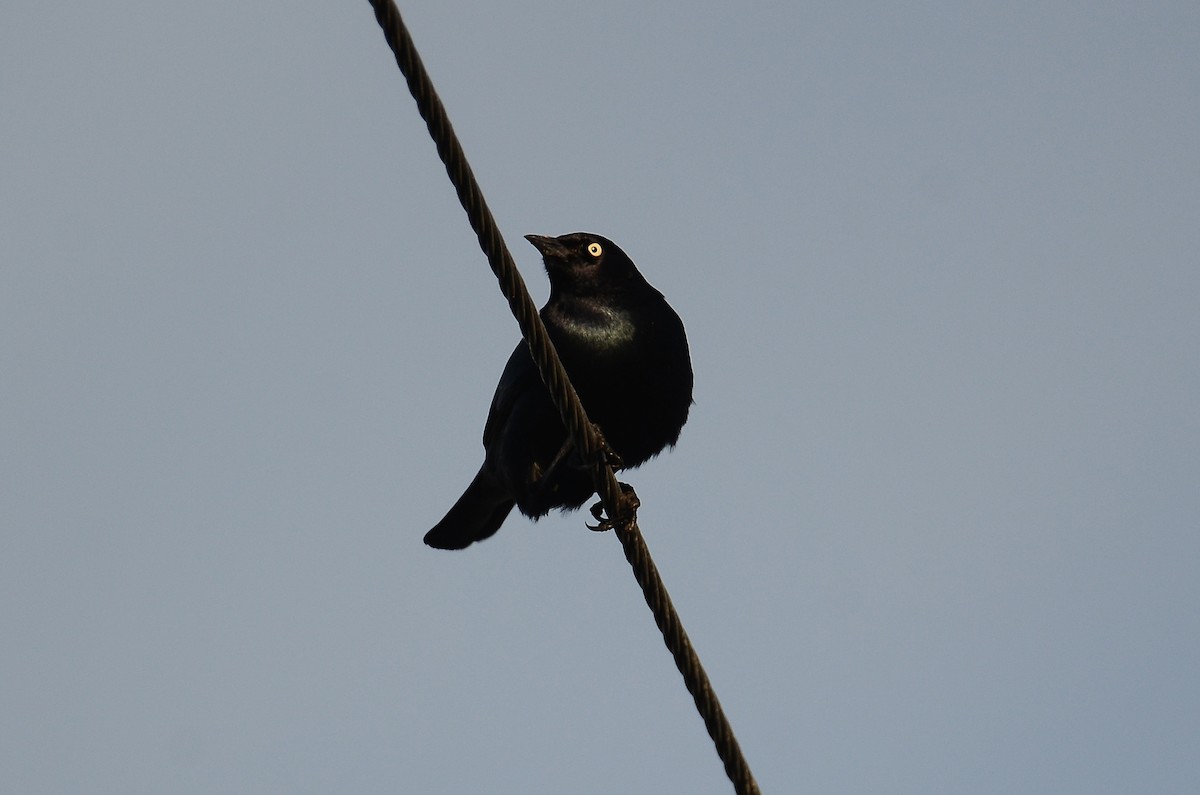 Трупіалець пурпуровий - ML647530662