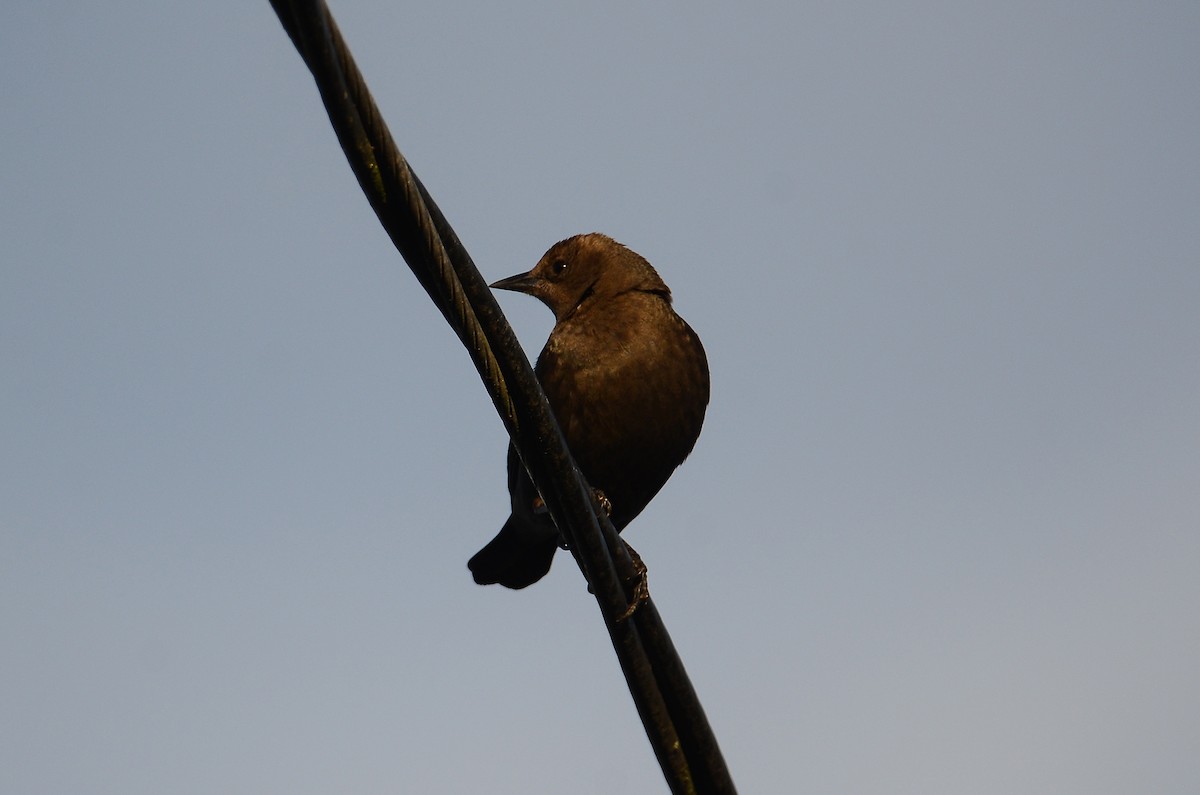 Трупіалець пурпуровий - ML647530663