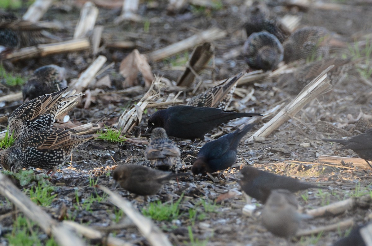 Трупіалець пурпуровий - ML647530664