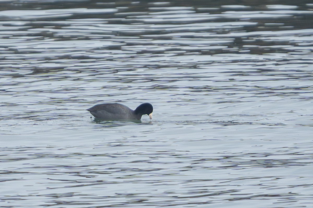 American Coot - ML647530674