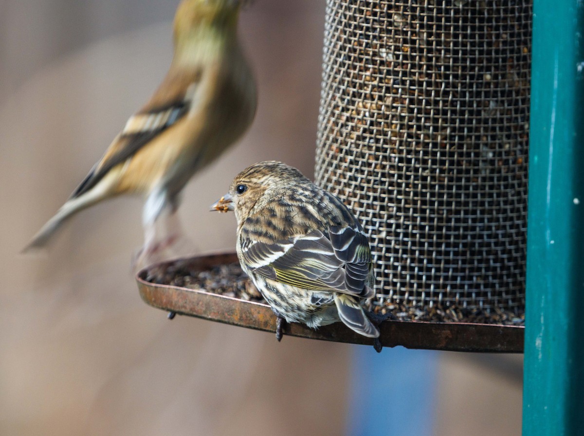 Pine Siskin - ML647530677