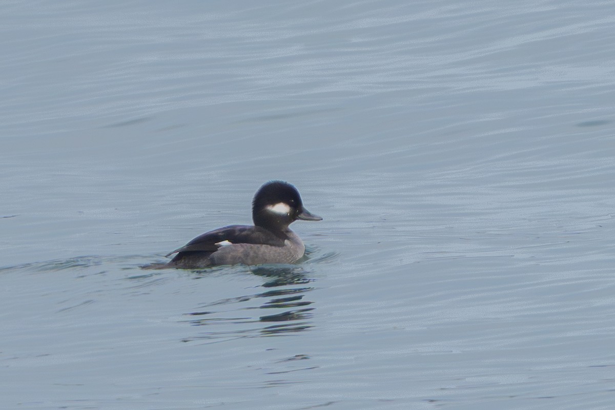 Bufflehead - ML647530678