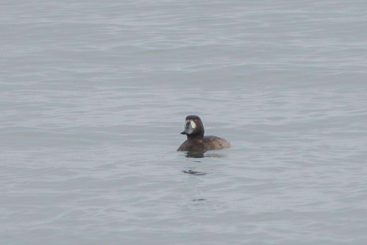 Greater Scaup - ML647530680