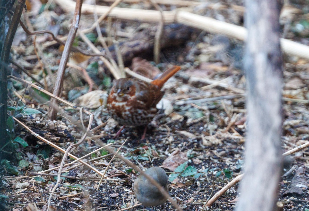 Fox Sparrow - ML647530682