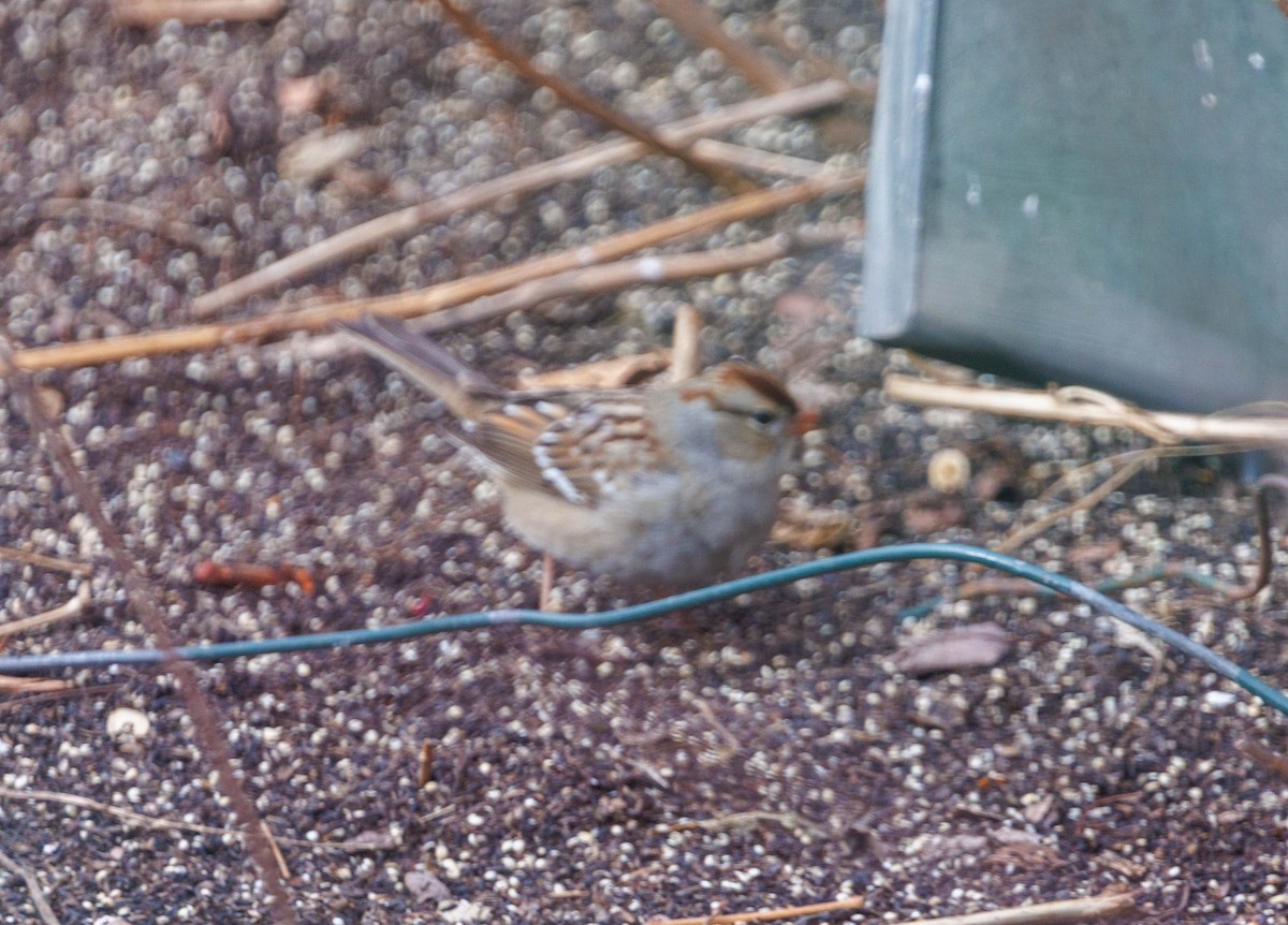 White-crowned Sparrow - ML647530688