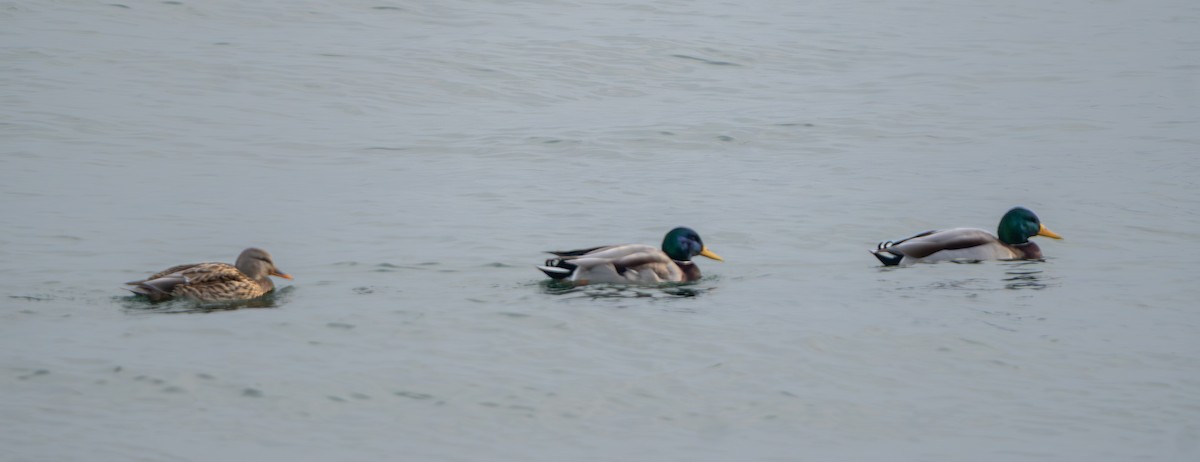 Mallard - ML647530689