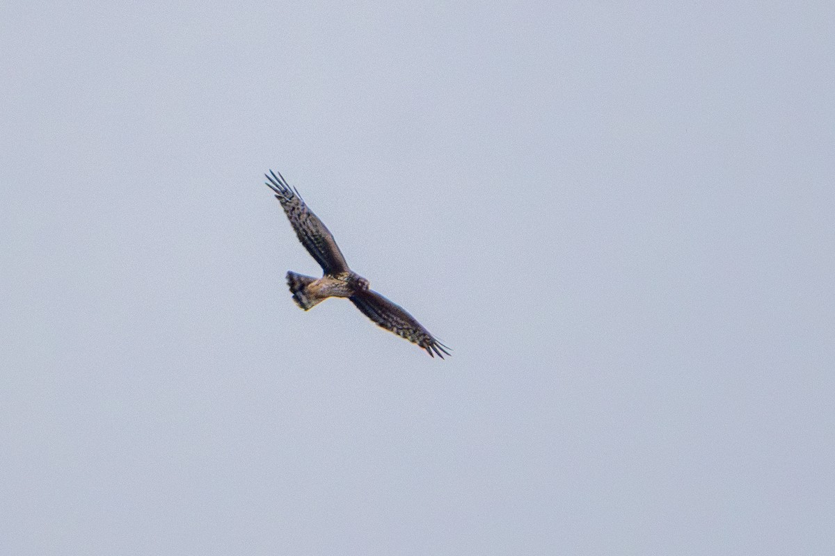 Northern Harrier - ML647530691