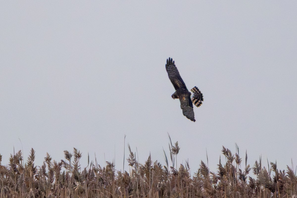 Northern Harrier - ML647530692