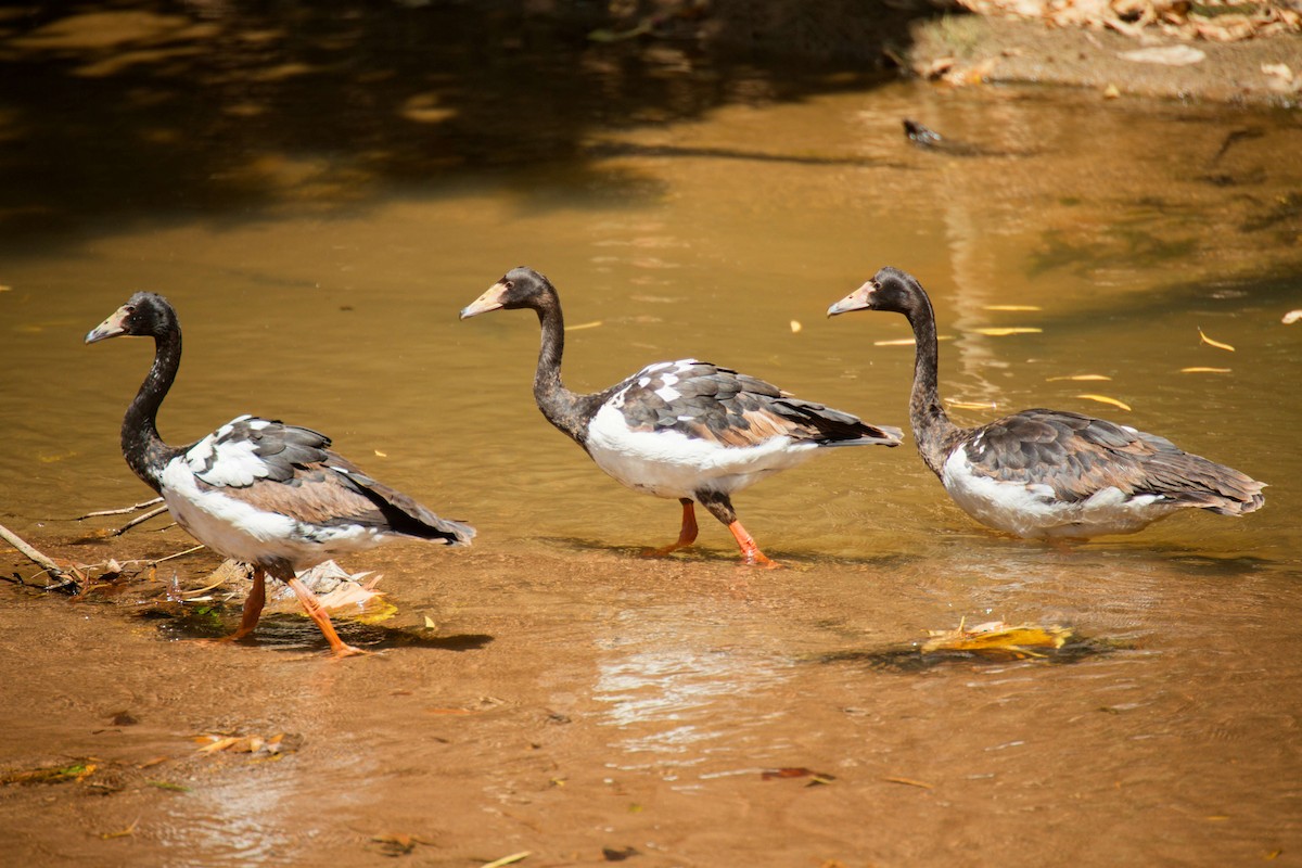 Spaltfußgans - ML647530698