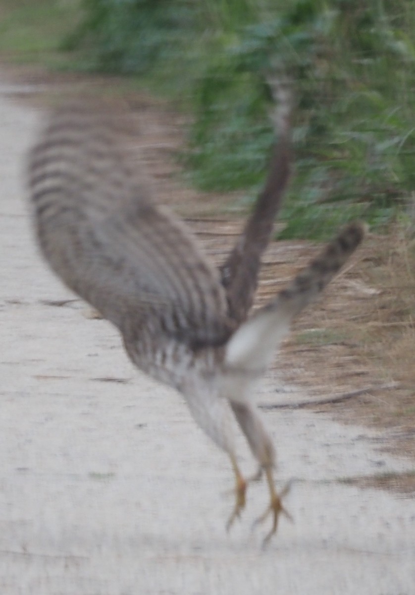 Cooper's Hawk - ML647530700