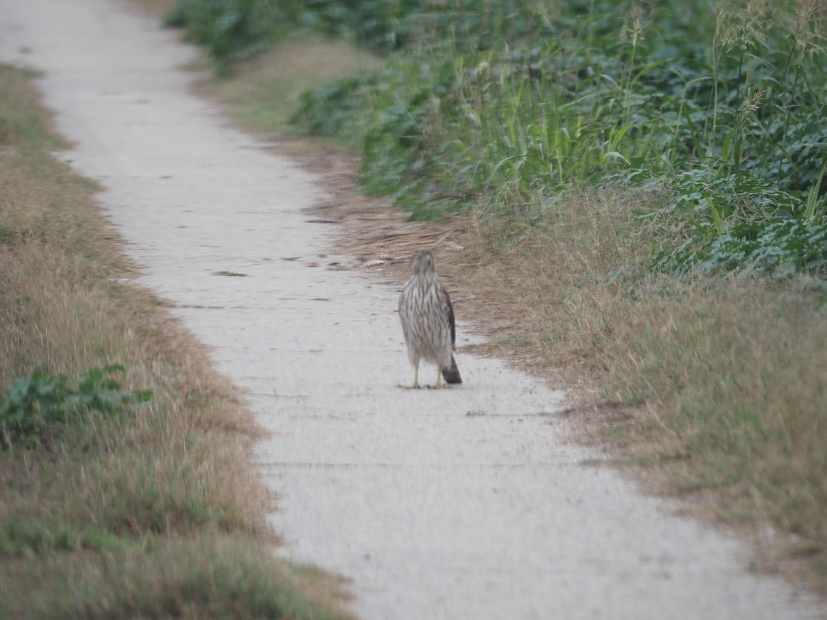 Rundschwanzhabicht - ML647530701