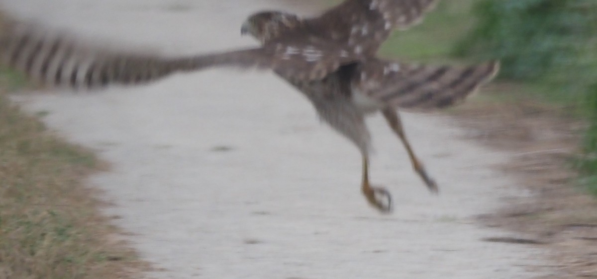 Rundschwanzhabicht - ML647530702