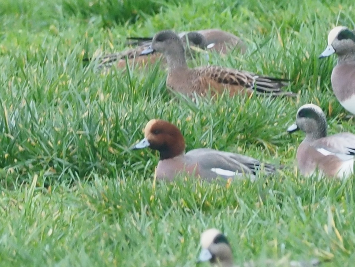 Pfeifente - ML647530703