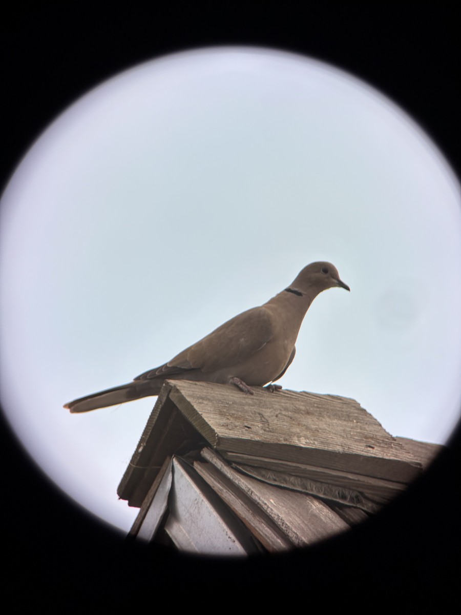 Türkentaube - ML647530704