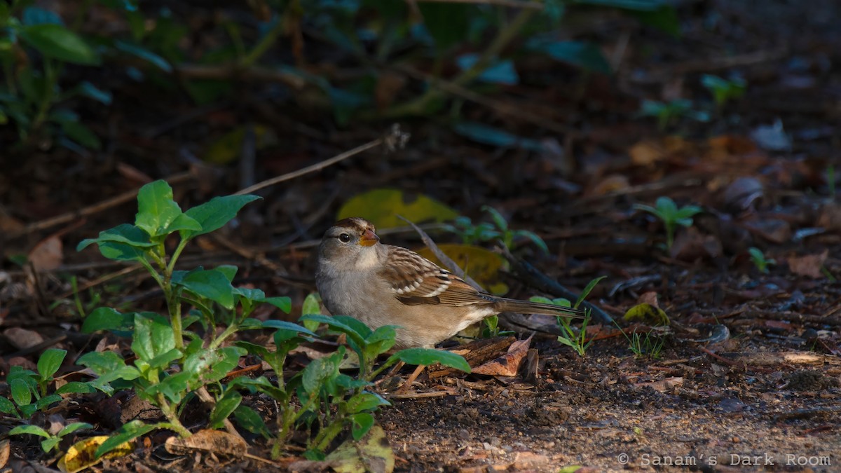 Dachsammer - ML647530705