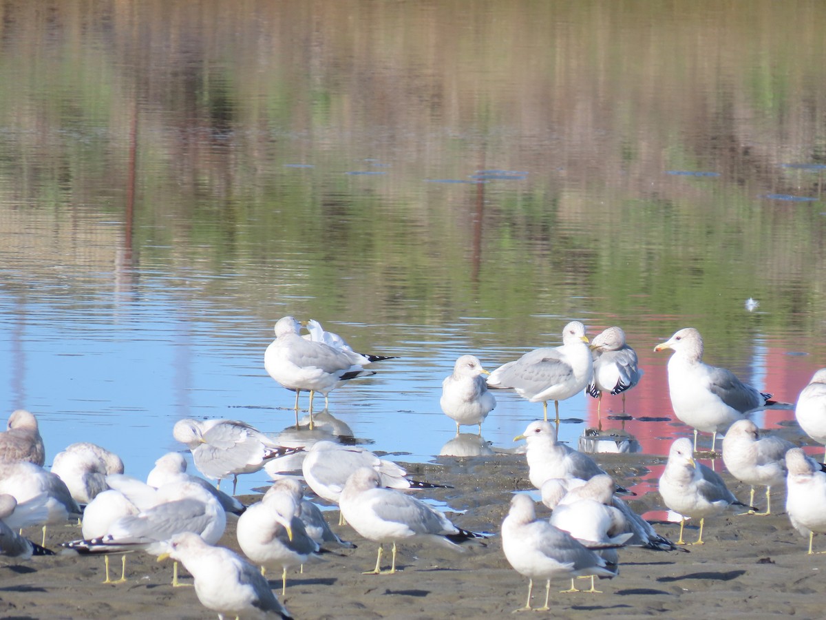 Kurzschnabel-Sturmmöwe - ML647530706