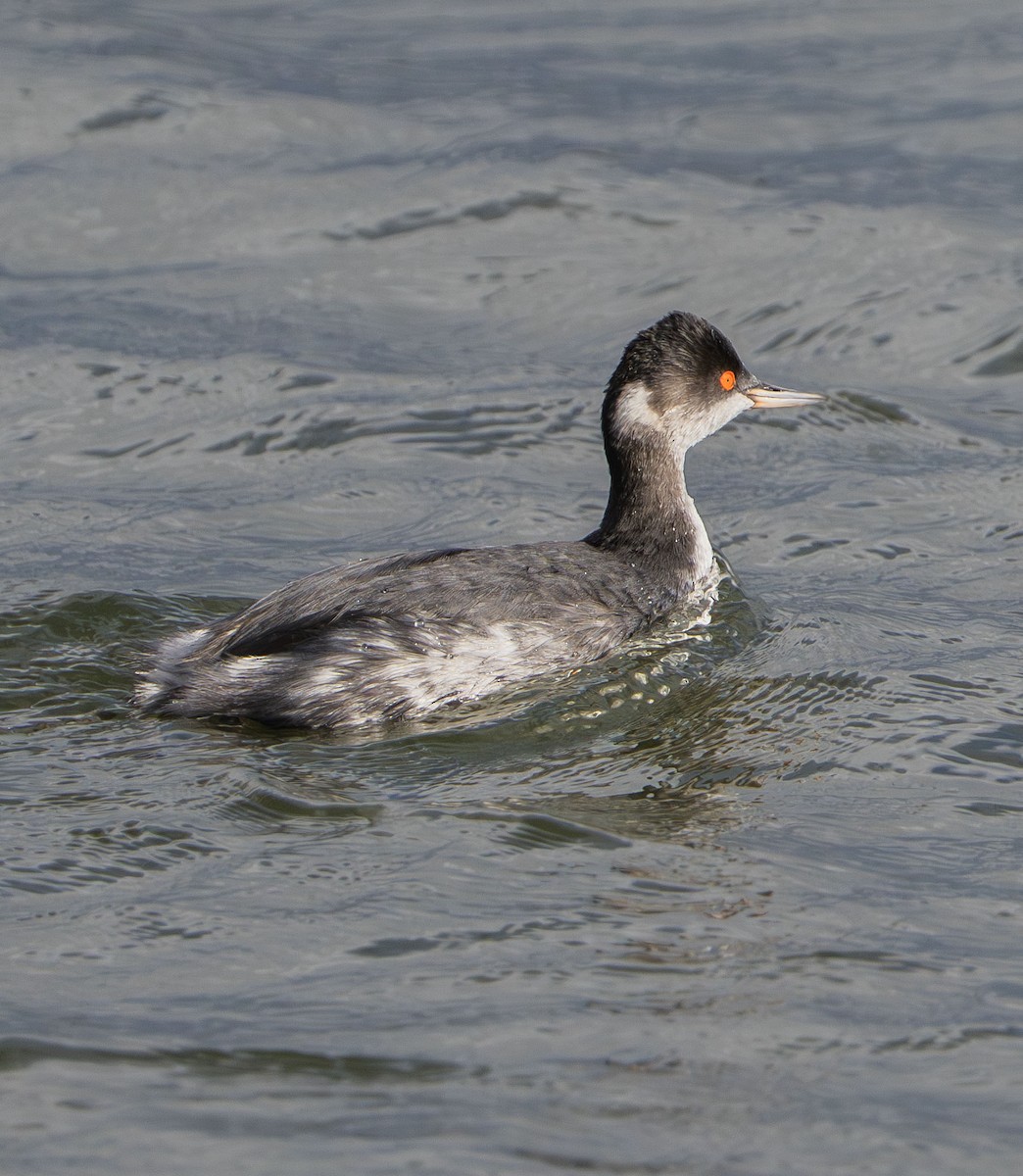 Schwarzhalstaucher - ML647530707