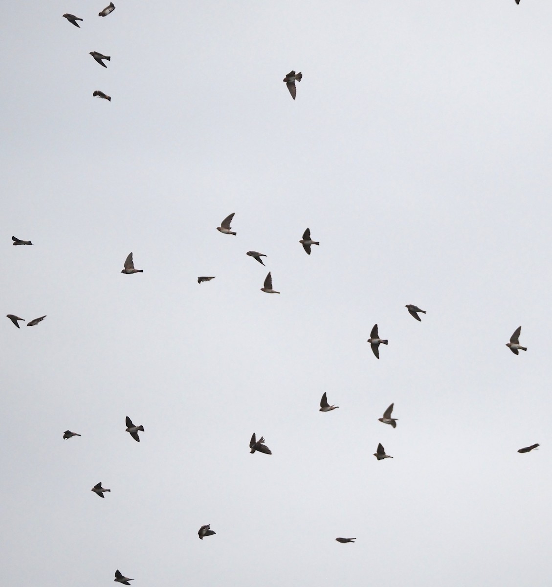 Höhlenschwalbe - ML647530708