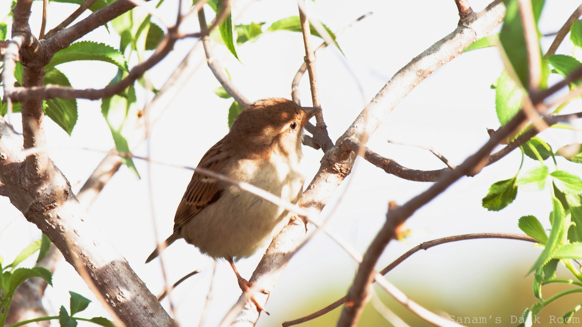 Haussperling - ML647530709