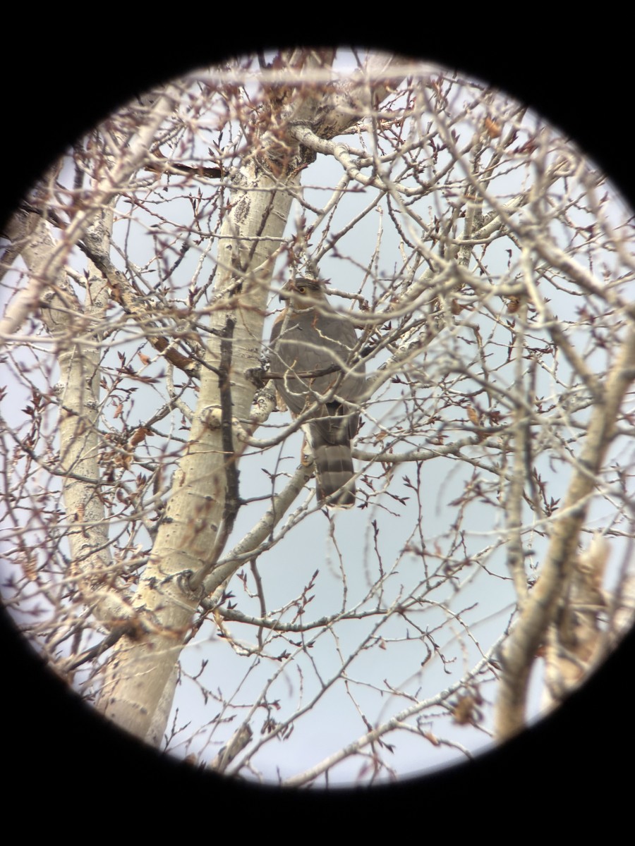 Rundschwanzhabicht - ML647530711