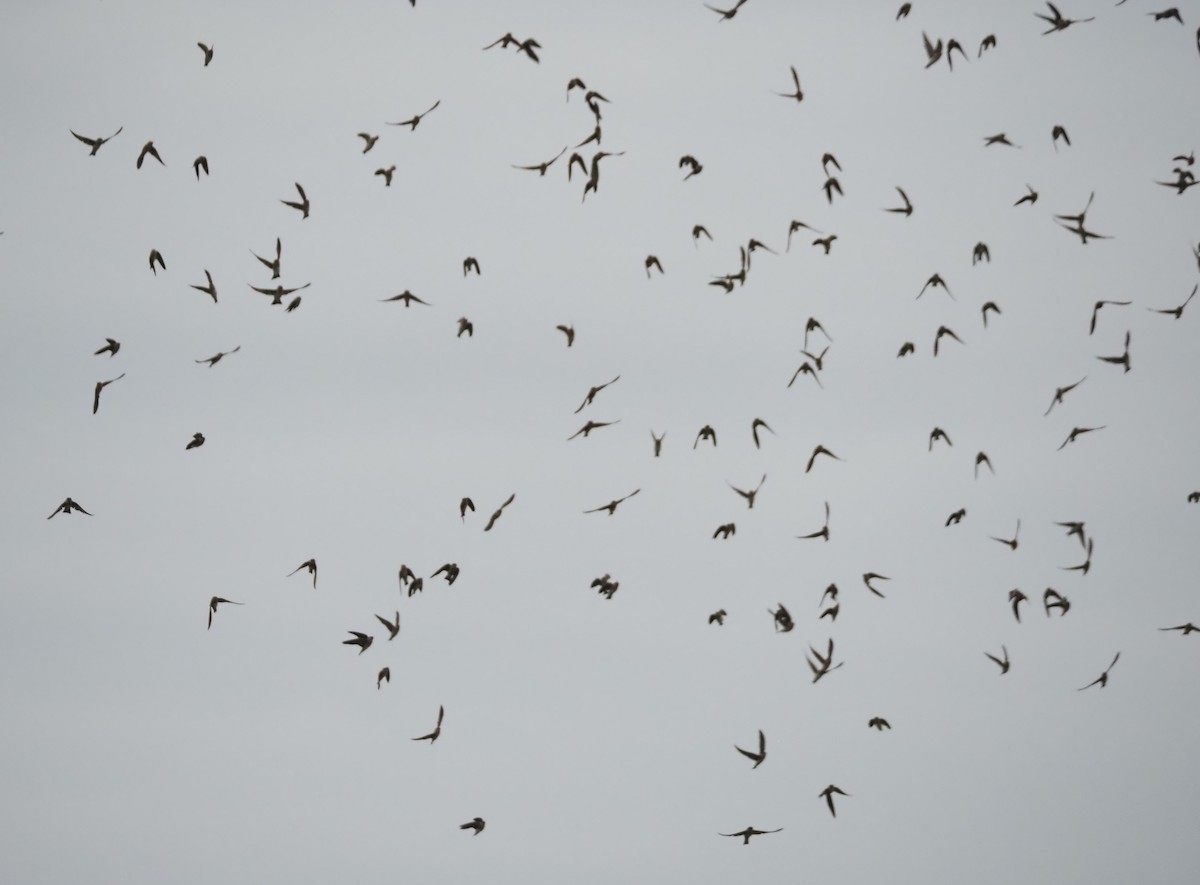 Höhlenschwalbe - ML647530712