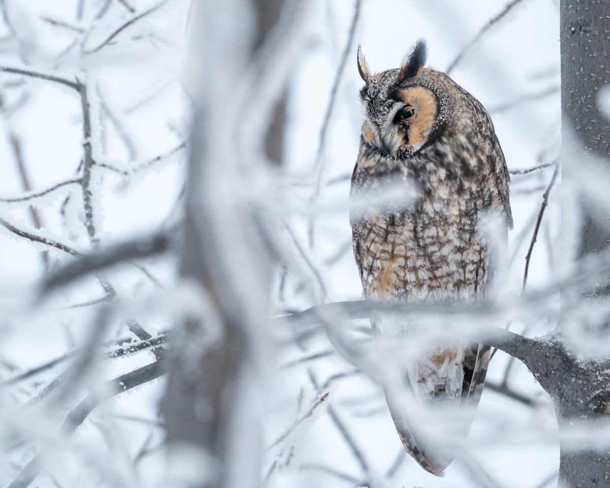 Virginiauhu - ML647530717