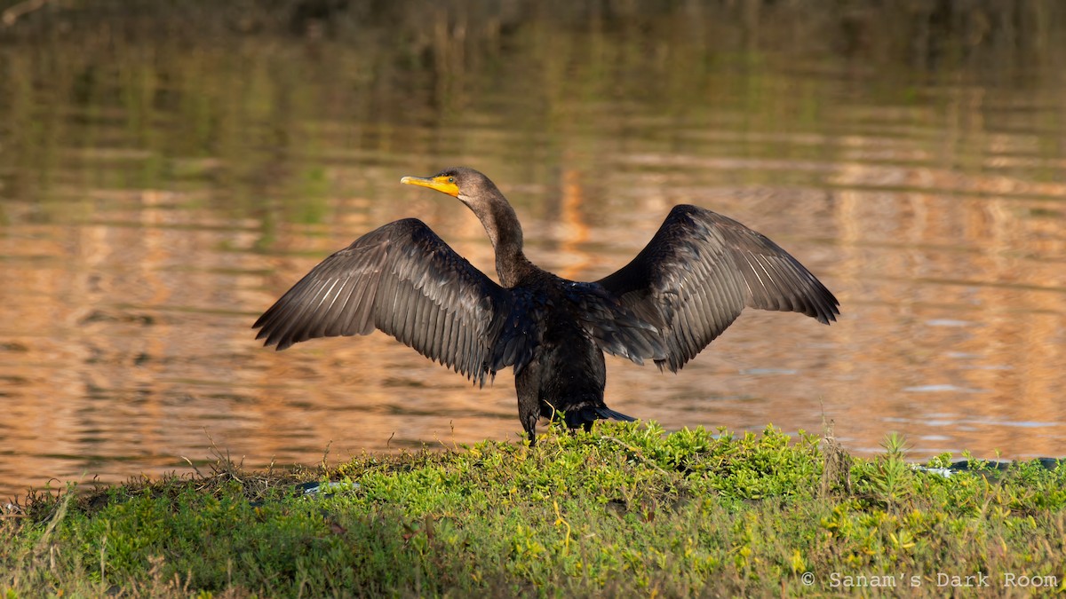 Ohrenscharbe - ML647530720