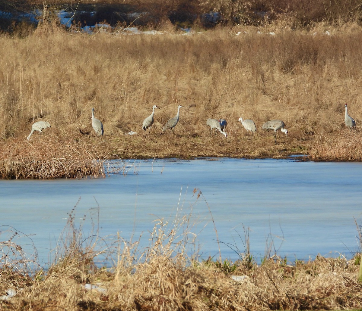 Kanadakranich - ML647530721