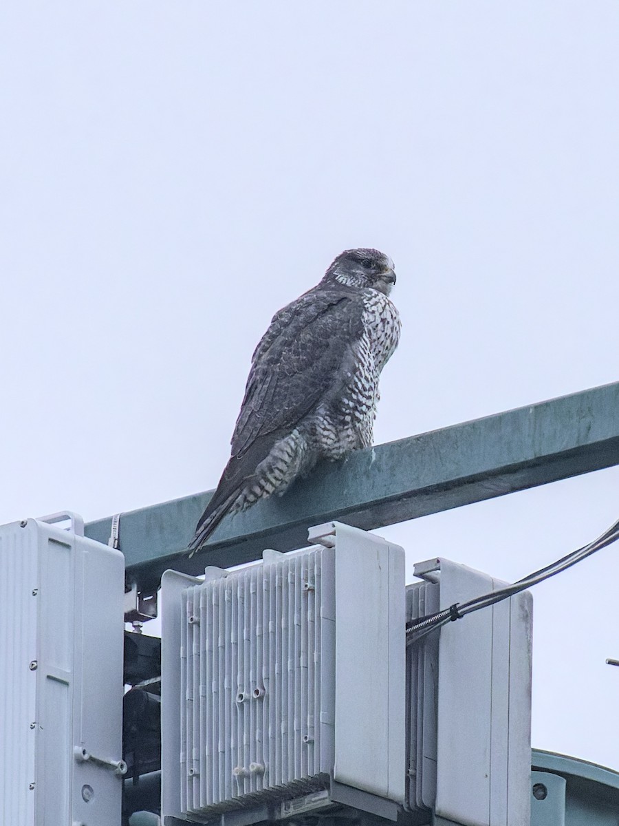 Gyrfalcon - ML647530722