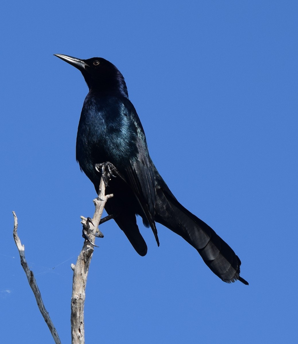 Bootschwanzgrackel - ML647530723