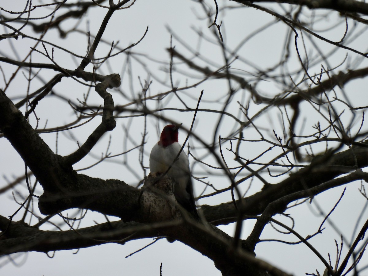 Rotkopfspecht - ML647530724