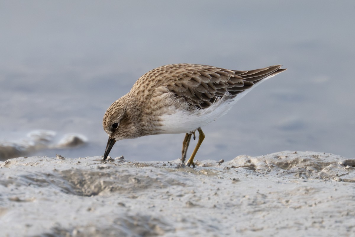Wiesenstrandläufer - ML647530725