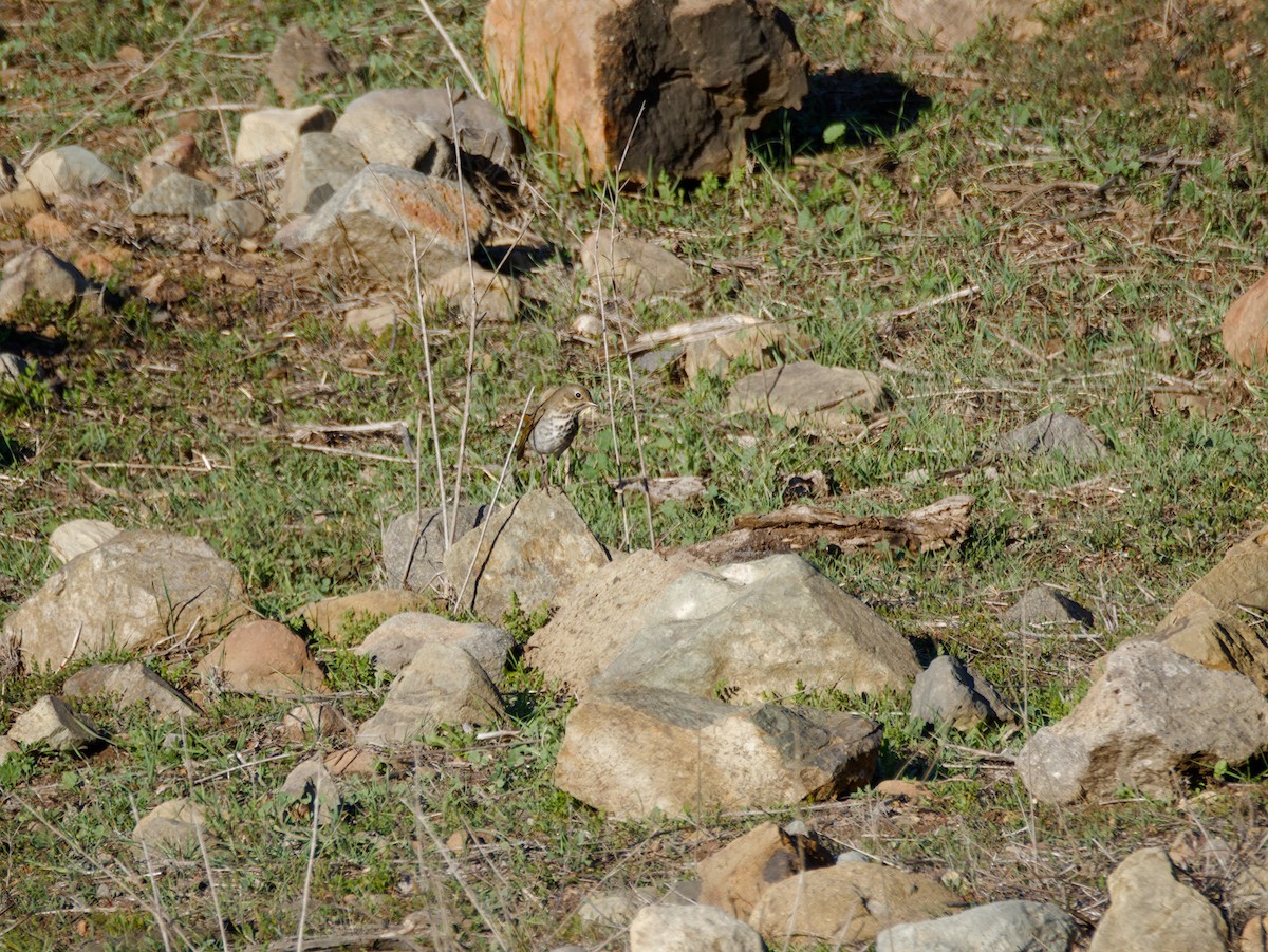 Einsiedler-Musendrossel - ML647530727