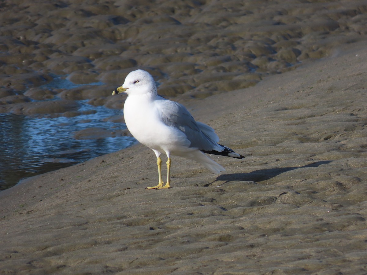 Ringschnabelmöwe - ML647530728