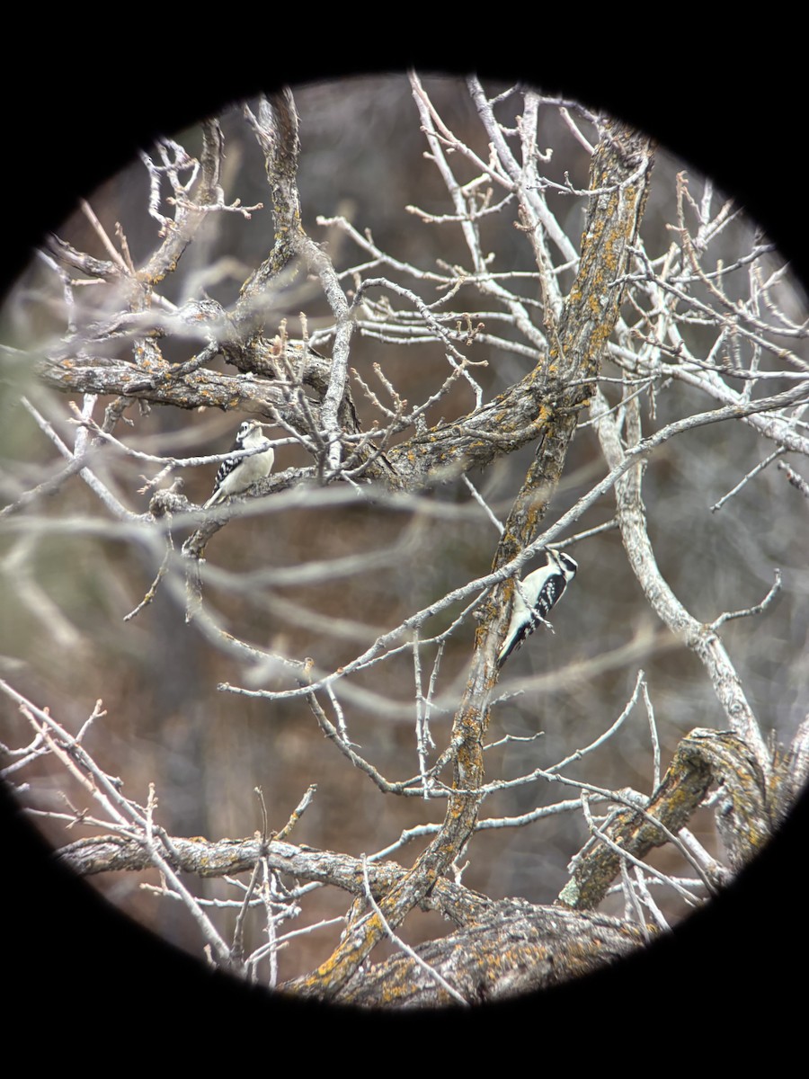 Dunenspecht - ML647530729