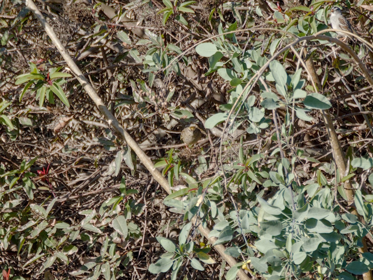 Kronenammer - ML647530730