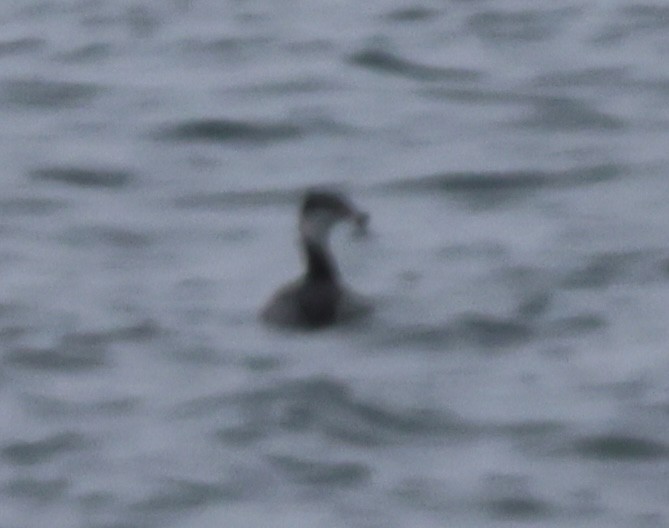 Ohrentaucher - ML647530731