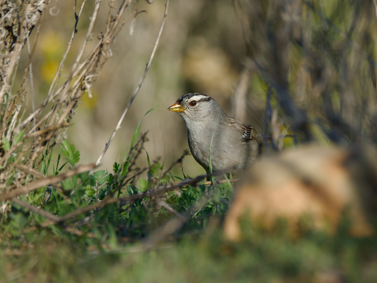 Dachsammer - ML647530732