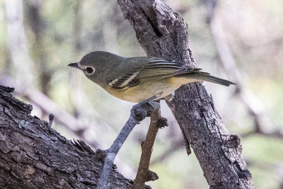 Cassinvireo - ML647530738