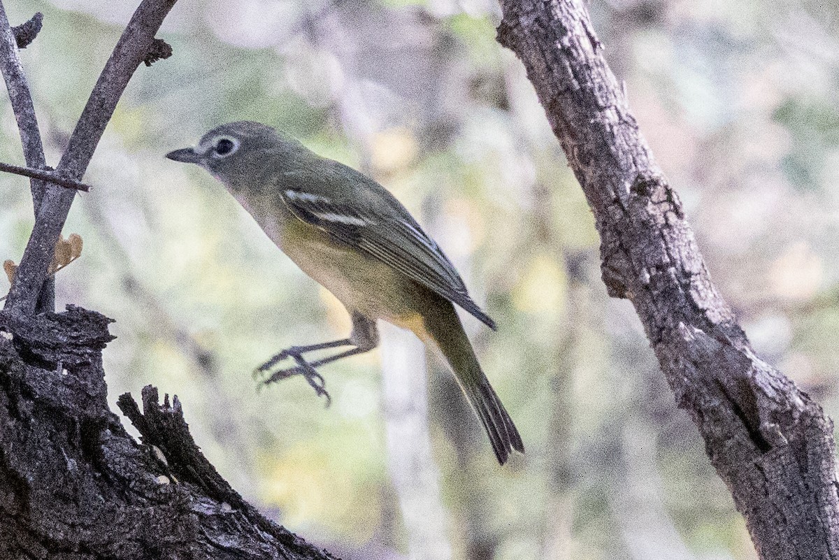 Cassinvireo - ML647530739