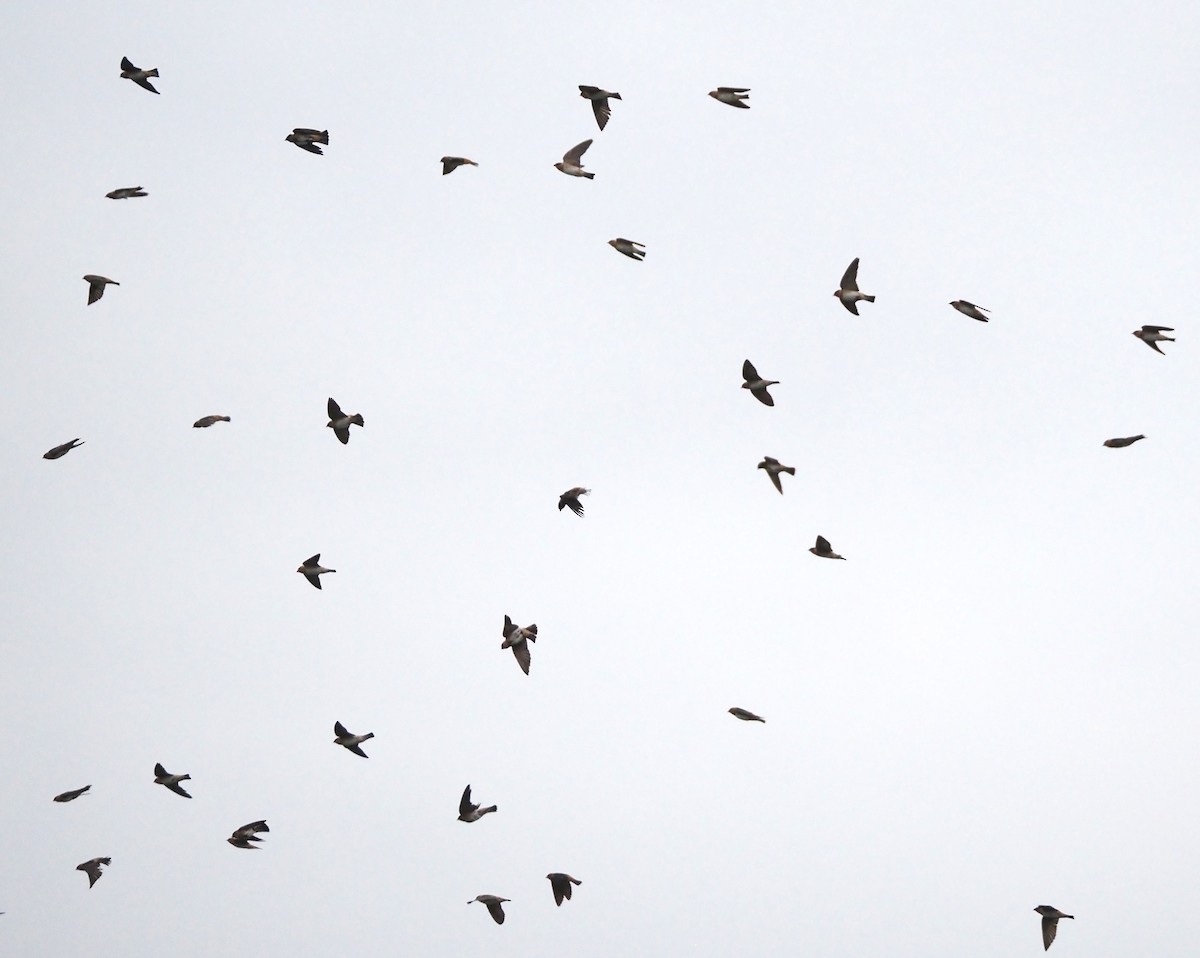 Höhlenschwalbe - ML647530740