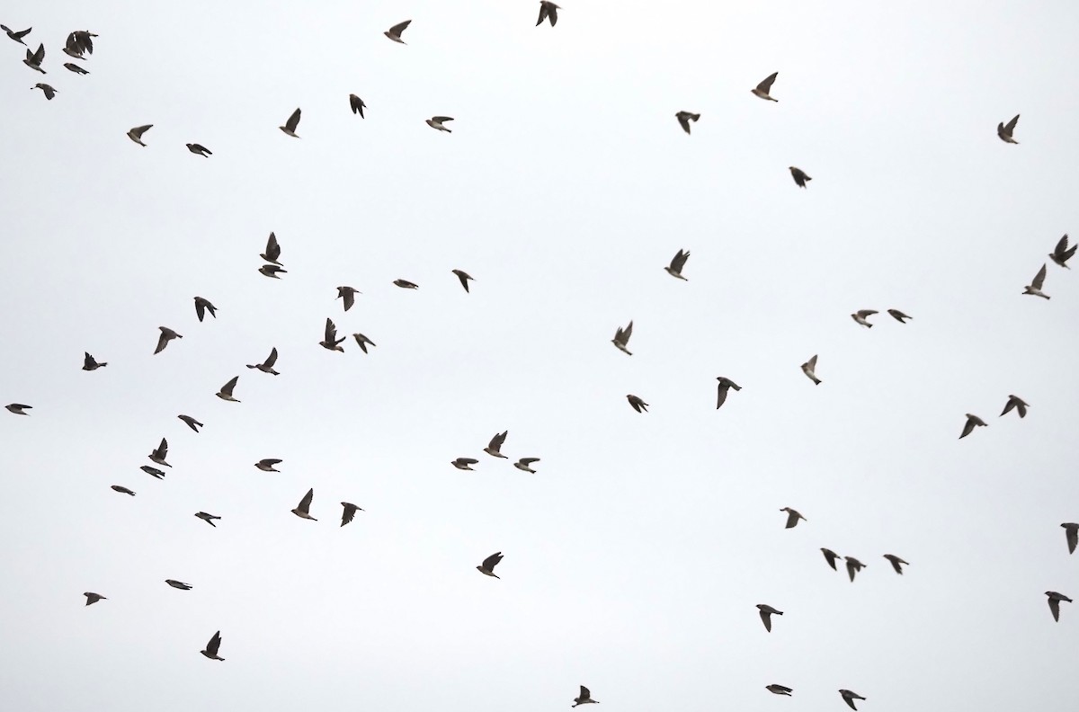 Höhlenschwalbe - ML647530743