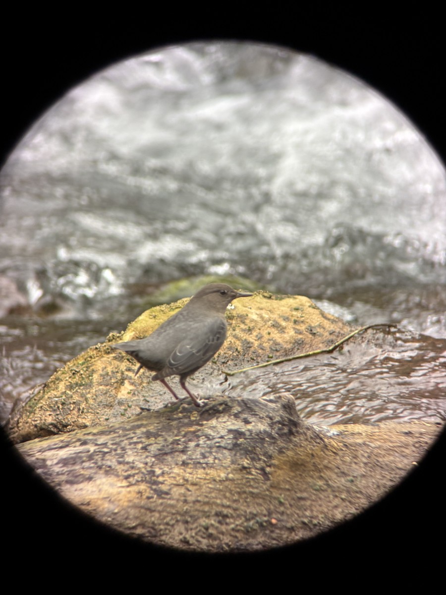 American Dipper - ML647530746