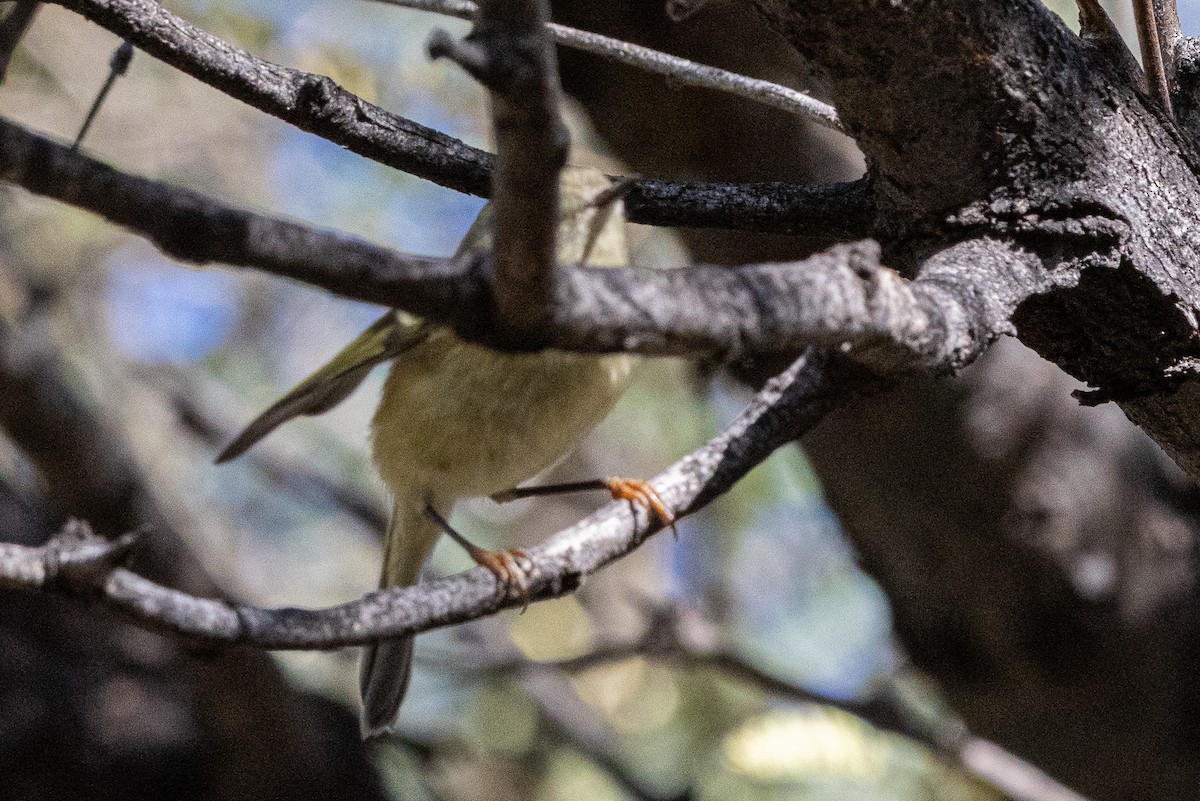 králíček americký - ML647530753