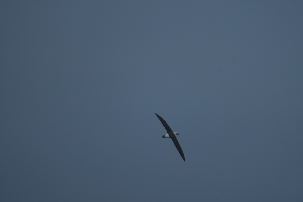 Albatros tasmaniarra - ML647530756